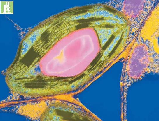 Fotografia obtida ao microscópio eletrônico de transmissão de cloroplasto