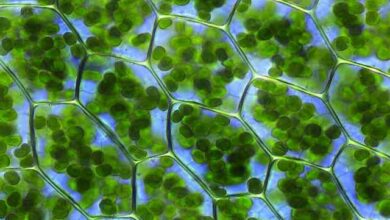 Entenda a importância, como funcionam e as funções do cloroplasto