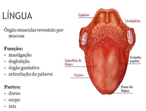 Principais características da língua