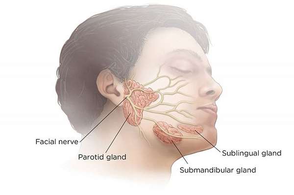 As glândulas salivares estão localizadas na boca e tem a função de produzir a saliva, ajudando assim na digestão e na lubrificação da cavidade bucal