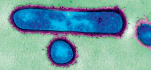 Fotomicrografia de bactérias