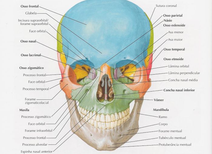 principais ossos da face frontal
