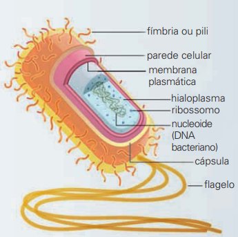 esquema de uma célula procarionte