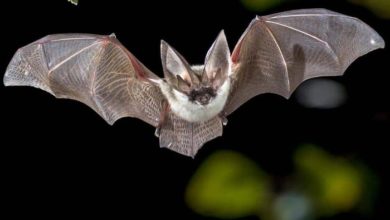 Entenda como os morcegos se orientam e se localizam no meio ambiente
