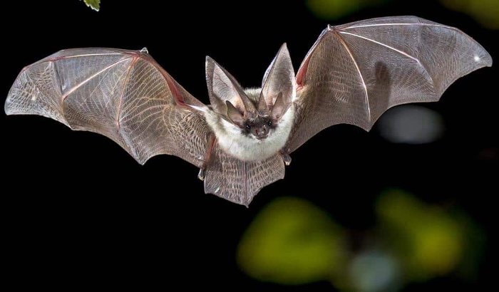Entenda como os morcegos se orientam e se localizam no meio ambiente