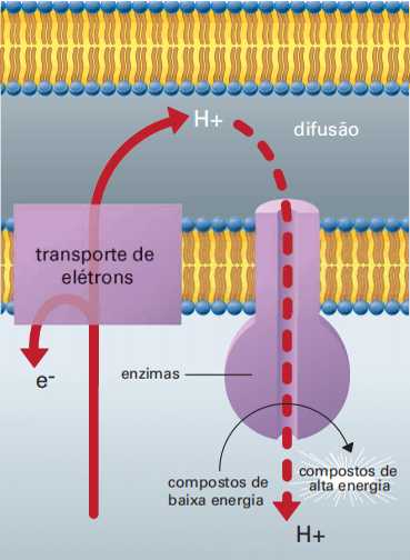 Esquema da quimiosmose. Os prótons represados entre as membranas da mitocôndrias