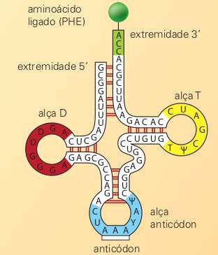 Representação do RNA transportador
