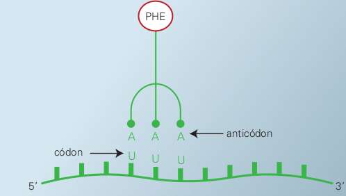 Representação simplifi cada do RNAt ligado ao aminoácido fenilalanina e aproximando seu anticódon do códon do RNAm. Observe as três bases de uracila no códon.
