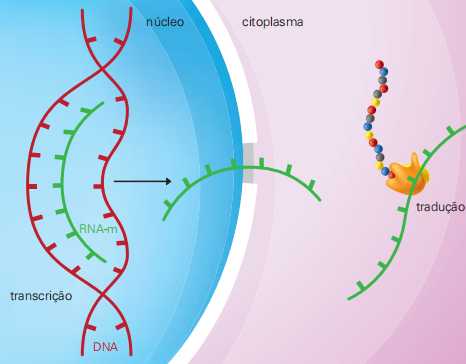  fita-molde do DNA para o RNA mensageiro (RNAm)