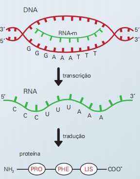 etapas envolvidas na passagem da informação genética de um segmento de DNA