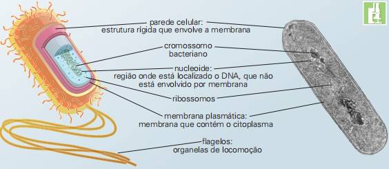 Célula procariota. Sem núcleo verdadeiro ou organelas internas