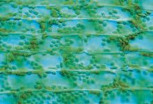 Folha de uma planta aquática muito comum em aquários (Elodea sp.), vista ao microscópio óptico, com luz azul. O centro das células parece vazio, mas está preenchido com água. Os corpúsculos verdes são os cloroplastos. As células têm largura de cerca de 62 μm.