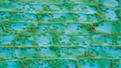 Folha de uma planta aquática muito comum em aquários (Elodea sp.), vista ao microscópio óptico, com luz azul. O centro das células parece vazio, mas está preenchido com água. Os corpúsculos verdes são os cloroplastos. As células têm largura de cerca de 62 μm.