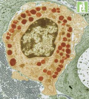 lisossomos Glóbulo branco do tipo macrófago