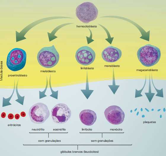Células-tronco hemocitopoiéticas.