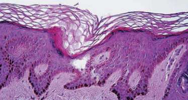 Células do tecido epitelial