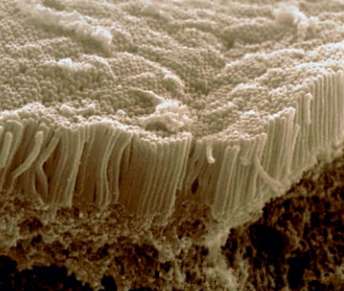 Células epiteliais do intestino
