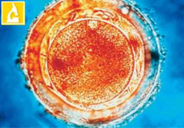 Fotomicrografia óptica de um óvulo humano fecundado.