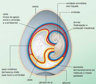 O âmnio e demais anexos embrionários.