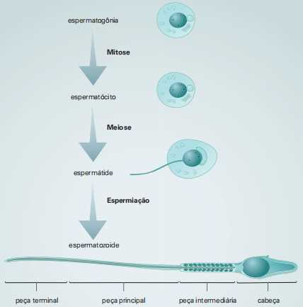 espermatogênse
