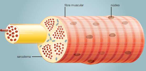 miócito - fibra muscular