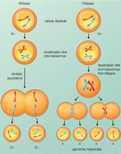 diferenças entre mitose e meiose