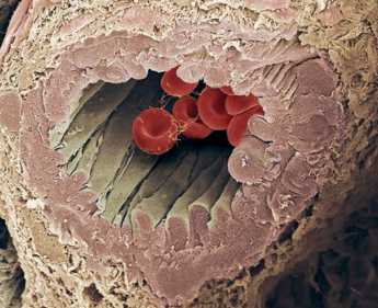 arteríola vista microscópio de varredura