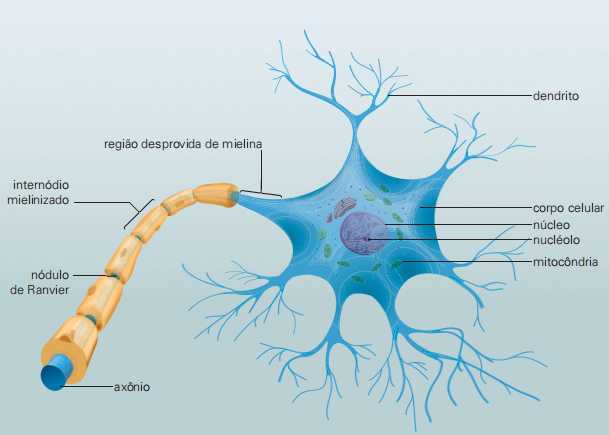 Características do Tecido Nervoso: função e histologia