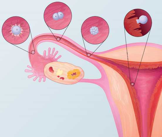 percurso do ovário ao útero