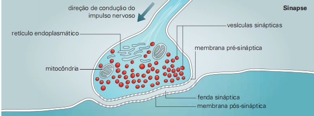 membrana do axônio (membrana pré-sináptica)