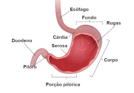 estômago é um órgão tubular oco