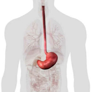 estômago é o órgão oco entre o esôfago e o duodeno