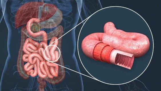 Intestino Delgado: função, anatomia, partes, histologia