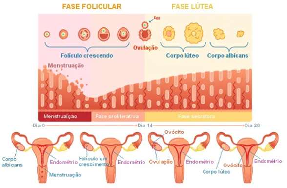 Fase folicular ou pré ovulatória; Ovulação e Fase lútea.