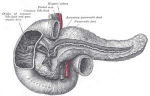 O que é Duodeno: anatomia, função - Planeta Biologia