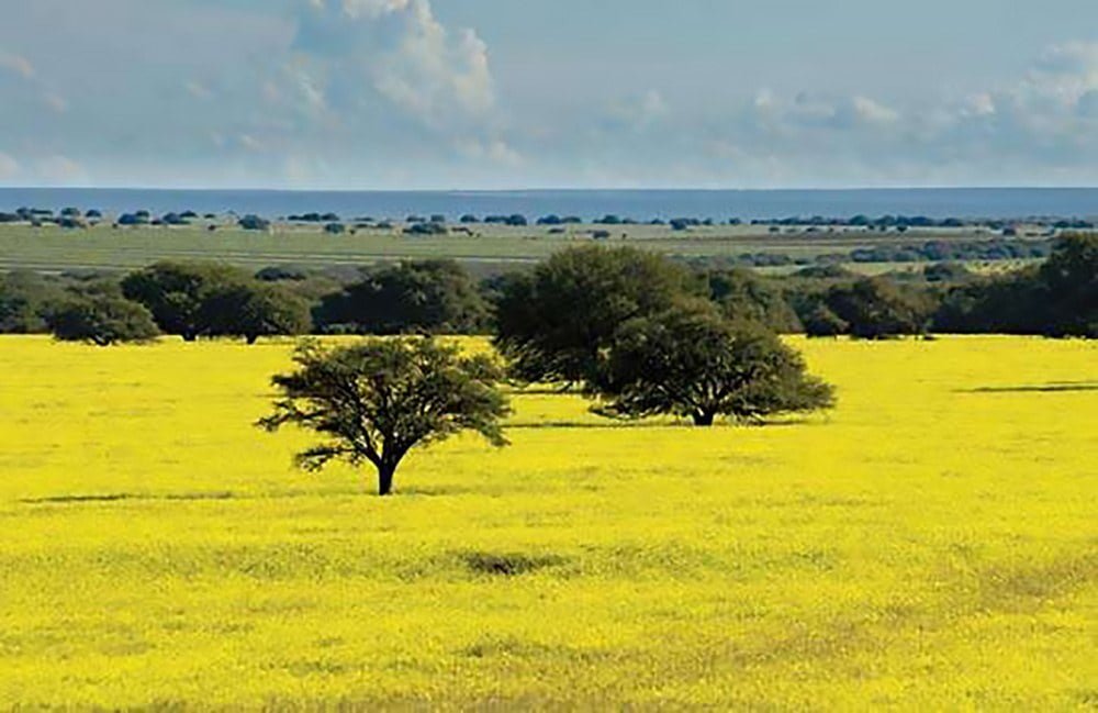 Foto de Bioma Pampas ou campos