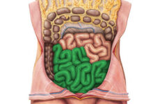 Entenda como funciona uma das partes do intestino delgado