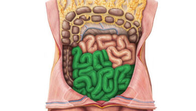 Entenda como funciona uma das partes do intestino delgado