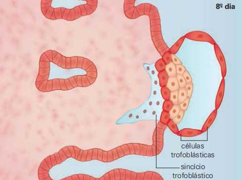 blastocisto começa a buscar alimento na parede do útero e tem início a produção de HCG