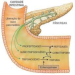 Suco Pancreático: função, o que é, composição - Planeta Biologia