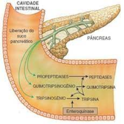 suco pancreático tem função digestiva