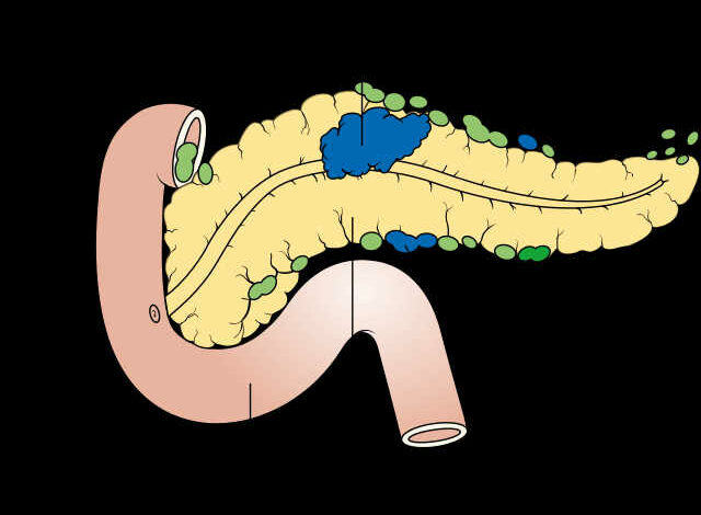 O suco pancreático é um importante elemento na digestão. Entenda os processos