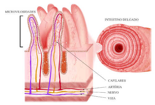 Mucosa do intestino delgado