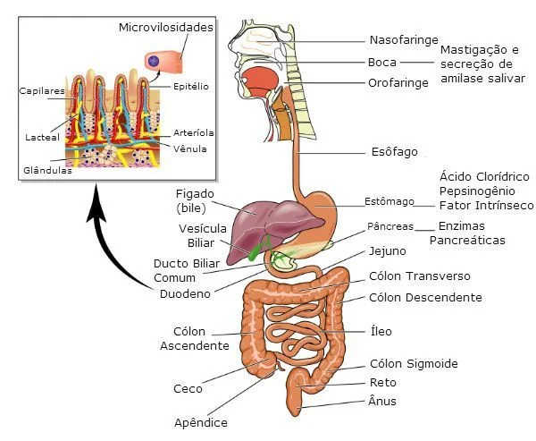 Órgãos do aparelho digestivo