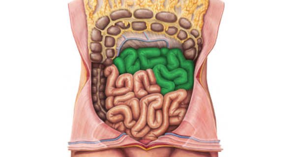 Jejuno: função anatomia - O que é