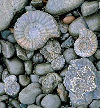 fósseis amonites