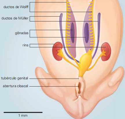Embrião humano de quatro semanas, nos primórdios da formação dos órgãos sexuais.