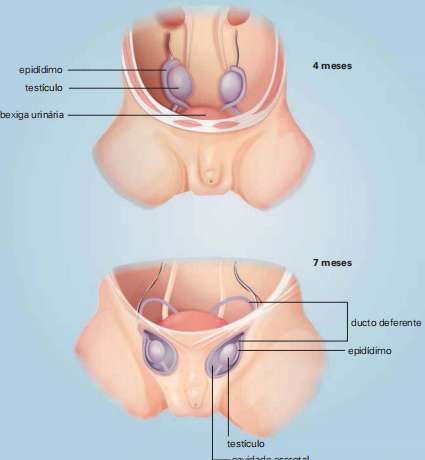 Posição dos testículos aos quatro e aos sete meses de desenvolvimento do feto.