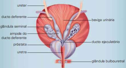 Sistema genital masculino, em suas estruturas internas.