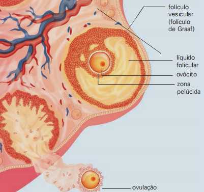 eliminação do folículo constitui a ovulação.